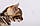 Хлопчик бенгал, (Сірий нашийник) ін. 06.07.2021. Бенгальські кошенята з розплідника Royal Cats. Україна, Київ, фото 7
