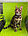 Хлопчик бенгал, (Без нашийника) ін. 20.07.2021. Бенгальські кошенята з вихованця Royal Cats. Україна, Київ, фото 9
