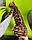 Хлопчик бенгал, (Без нашийника) ін. 20.07.2021. Бенгальські кошенята з вихованця Royal Cats. Україна, Київ, фото 8