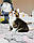 Хлопчик. Шотландський висловухий - золота шиншила, народжений 27.04.2021 в розпліднику Royal Cats. Україна, Київ, фото 2
