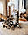 Хлопчик. Шотландський висловухий - золота шиншила, народжений 27.04.2021 в розпліднику Royal Cats. Україна, Київ, фото 7