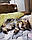 Кішечка шотландська прямоухая шиншила, народжена 20.08.2020 в розпліднику Royal Cats. Україна, Київ, фото 5