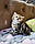 Кішечка шотландська прямоухая шиншила, народжена 20.08.2020 в розпліднику Royal Cats. Україна, Київ, фото 2