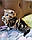 Кішечка шотландська прямоухая шиншила, народжена 20.08.2020 в розпліднику Royal Cats. Україна, Київ, фото 6