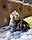 Кішечка шотландська прямоухая шиншила, народжена 20.08.2020 в розпліднику Royal Cats. Україна, Київ, фото 3