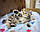 Кішечка шотландська прямоухая шиншила, народжена 20.08.2020 в розпліднику Royal Cats. Україна, Київ, фото 2