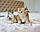 Кошеня шотландська прямоухая шиншила, народжений 21.09.2020 в розпліднику Royal Cats. Україна, Київ, фото 6