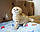 Хлопчик. Шотландський висловухий - золота шиншила, народжений 27.04.2021 в розпліднику Royal Cats. Україна, Київ, фото 4