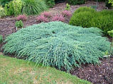 Ялівець лускатий Блю Карпет С2 (Juniperus squamata Blue Carpet), фото 2