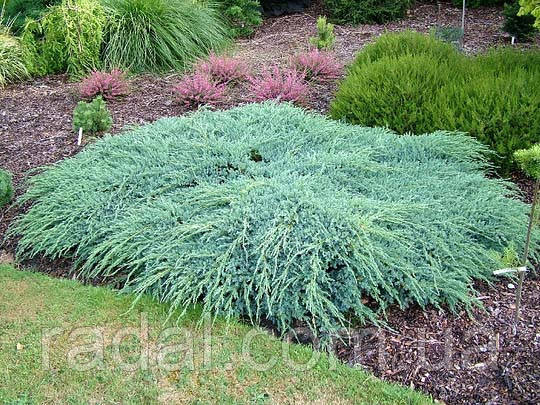 Ялівець лускатий Блю Карпет Р9 (Juniperus squamata Blue Carpet)
