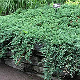 Ялівець горизонтальний Вілтоні Р9 (Juniperus horyzontalis Wiltonii), фото 2