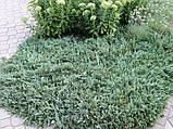 Ялівець горизонтальний Вілтоні Р9 (Juniperus horyzontalis Wiltonii), фото 3