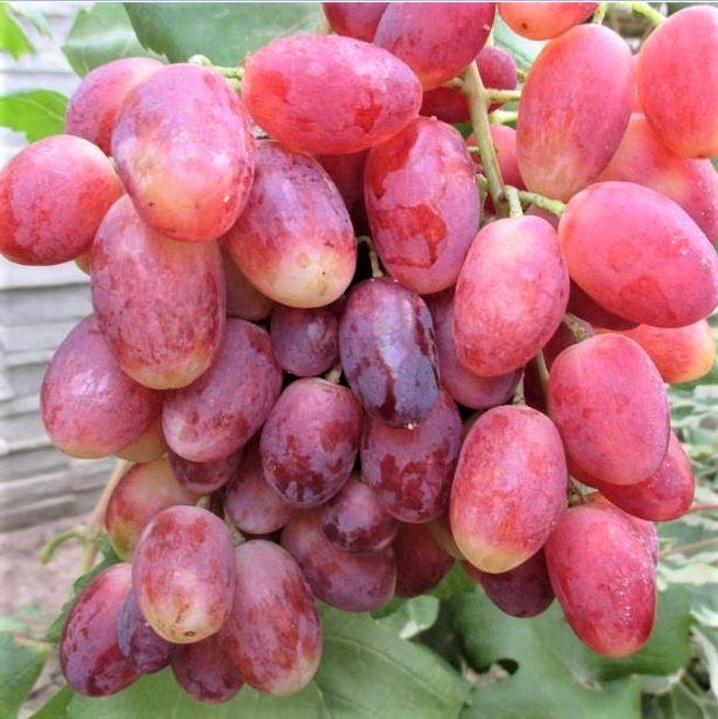 Саджанці Винограду Дніпровська Рада - середнього терміну, великоплідний, морозостійкий