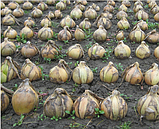 ЕКСІБІШН — насіння цибулі репчастого 10 000 насіння, Bejo Zaden, фото 2
