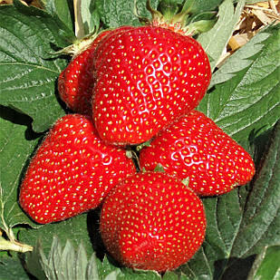 Саджанці полуниці (розсада) Бравура (Bravura) - ремонтантна, транспортабельна, урожайна