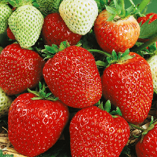 Саджанці полуниці (розсада) Хадемар (Hademar) - ремонтантна, соковита, транспортабельна
