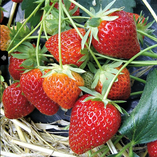 Саджанці полуниці (розсада) Шарлотта (Charlotte Strawberry) - ремонтантна, урожайна, морозостійка