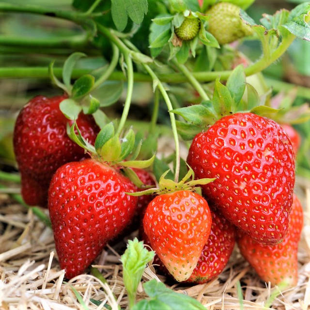 Клубта ренжіді Клубта ренжіді