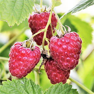 Саджанці (кущі) літньої малини Каскад Харвест (Cascade Harvest) - середня, ароматна, промислова