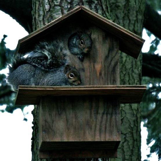 Будиночок для білок "Манджур" мокко