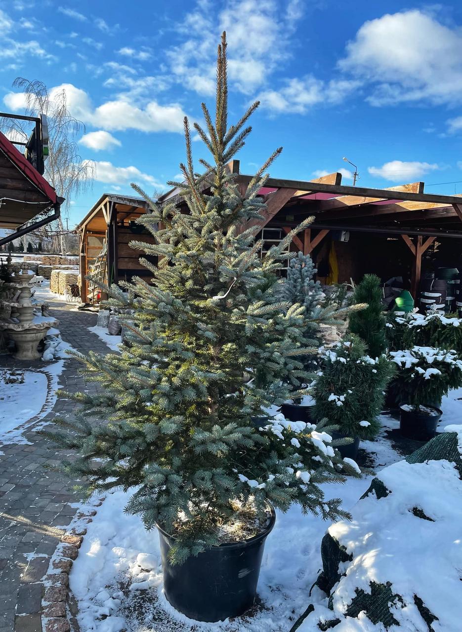 Елка Кейбаб в Горшке — Купить Недорого на Bigl.ua (1542760997)