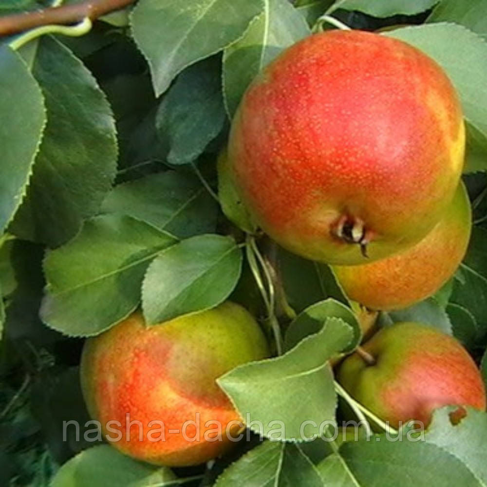 Груша Веселинка (середньостигла)