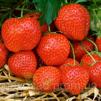 Саджанці полуниці "фріго" сорту "Ельсанта" клас А (Elsanta Strawberry) (Мінімальне замовлення 100шт)