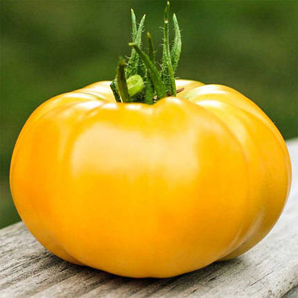 Насіння томату Ямамото (КС 10) F1 (Yamamoto (KS 10) F1) Kitano Seeds 100, фото 1