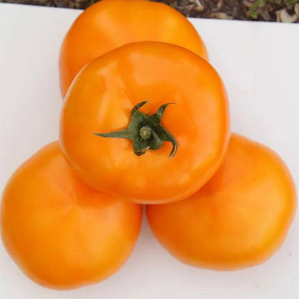 Насіння томату Ямамото (КС 10) F1 (Yamamoto (KS 10) F1) Kitano Seeds 100, фото 3