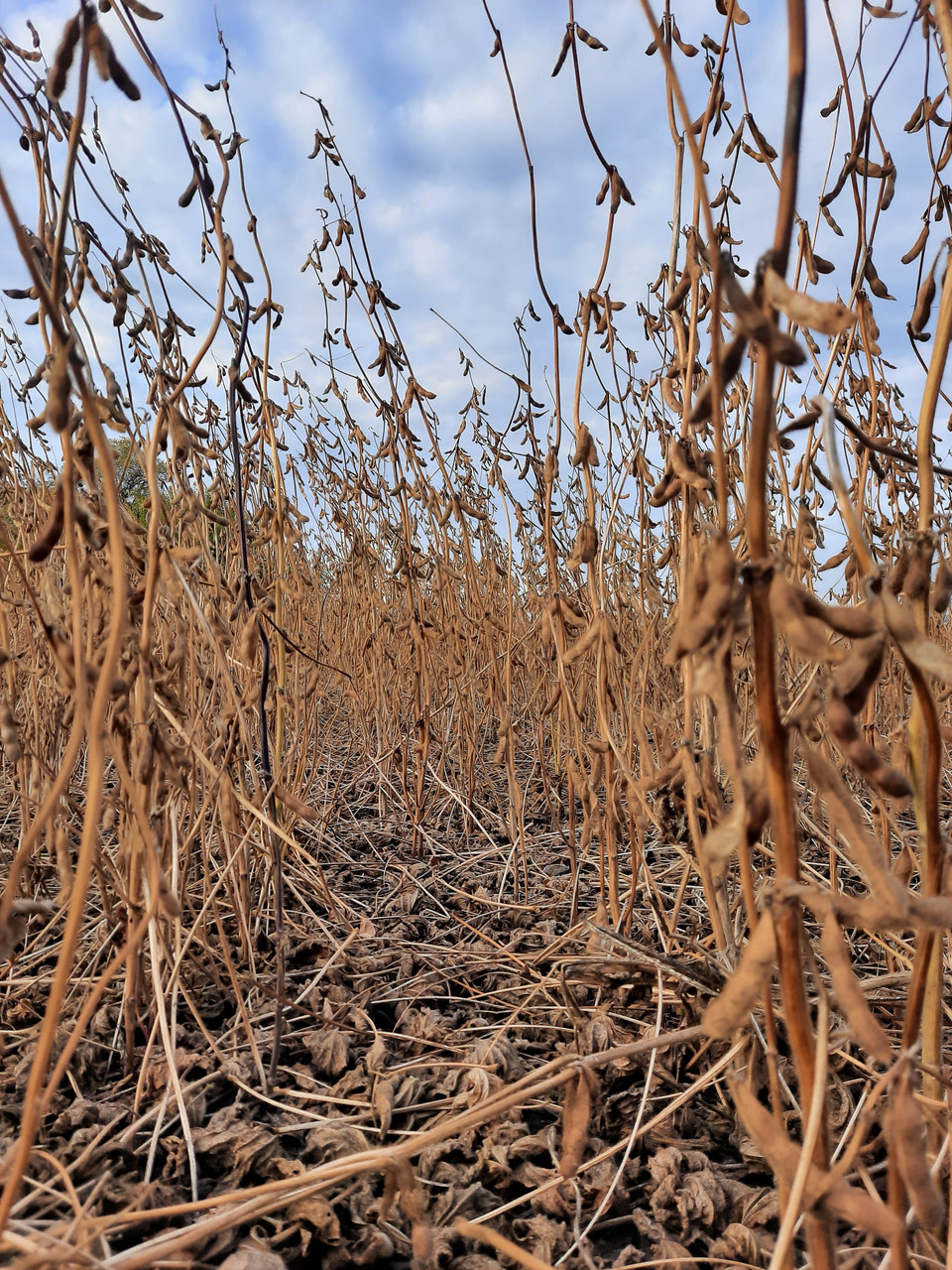 Насіння сої VS-00, ультрарання, 85 днів