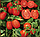 Грандо F1 - томат детермінантний, 5000 насінин, Lark Seeds, фото 5