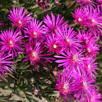 Делосперма Купера (контейнер 0,5л)