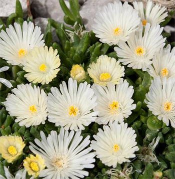 Делосперма біла White Wonder