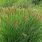 Мискантус китайський Gracilis (Графциліас), фото 2