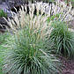 Мискантус китайський Gracilis (Графциліас), фото 3