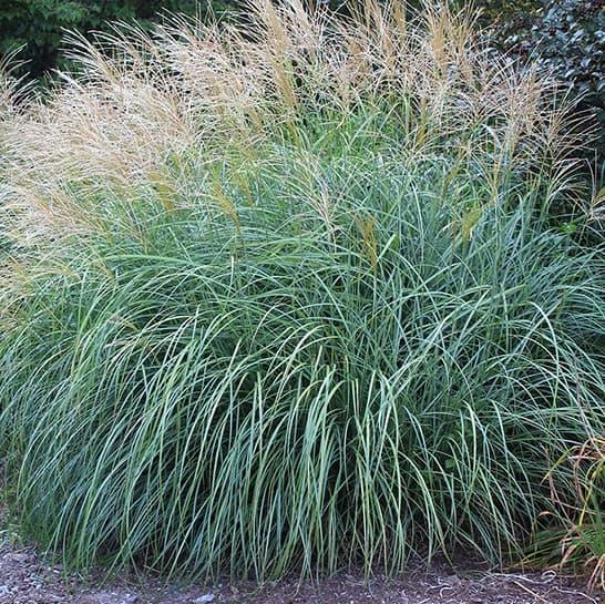 Мискантус китайський Gracilis (Графциліас), фото 1