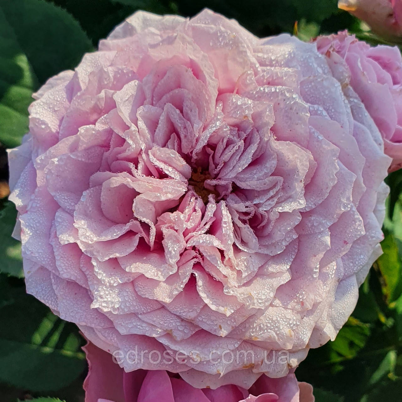 Лавендер Айс (Lavender Ice)