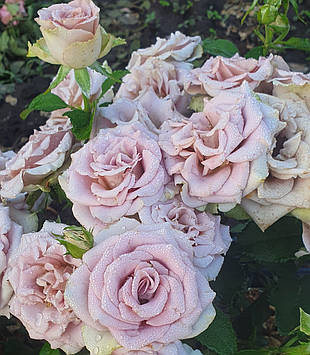 Амнезія (Amnesia)