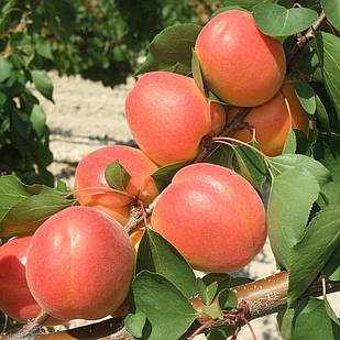 Саджанці Абрикоса Могадор (Mogador) - ранній, великоплідний, високоврожайний