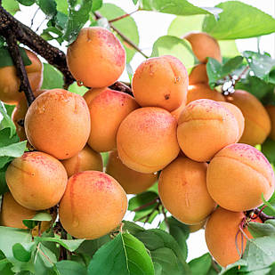 Саджанці Абрикоса Світ Кіт (Sweet Cot) - середній, великоплідний, зимостійкий