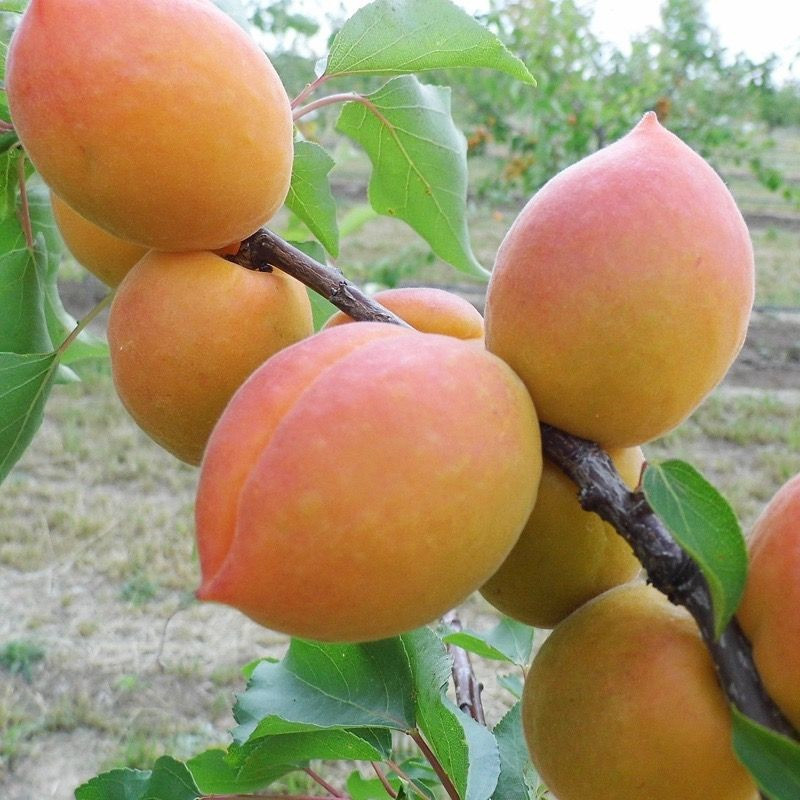 Саджанці Абрикоса Леджуна (Lejuna) - середній, яйцеподібний, урожайний, фото 1