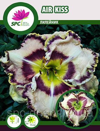 Лілейник Air Kiss, фото 1