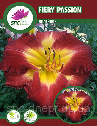 Лілейник Fiery Passion