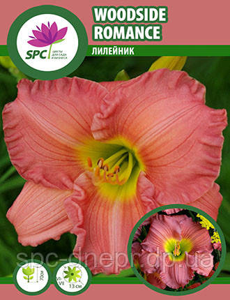 Лілейник Woodside Romance, фото 1
