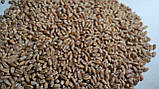 Насіння ярої пшениці Сімкода миронівська (СН, перша), фото 2