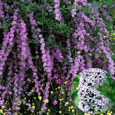 Саджанці Буддлеі очереднолистной Аргенті (Buddleja alternifolia Argentea)