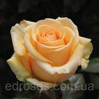 Кумбия ( Cumbia ), фото 1