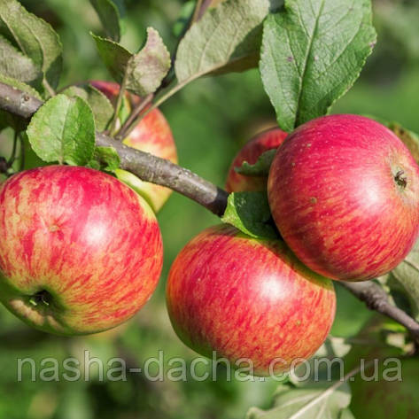 Яблуня Медуниця, (літня), фото 1