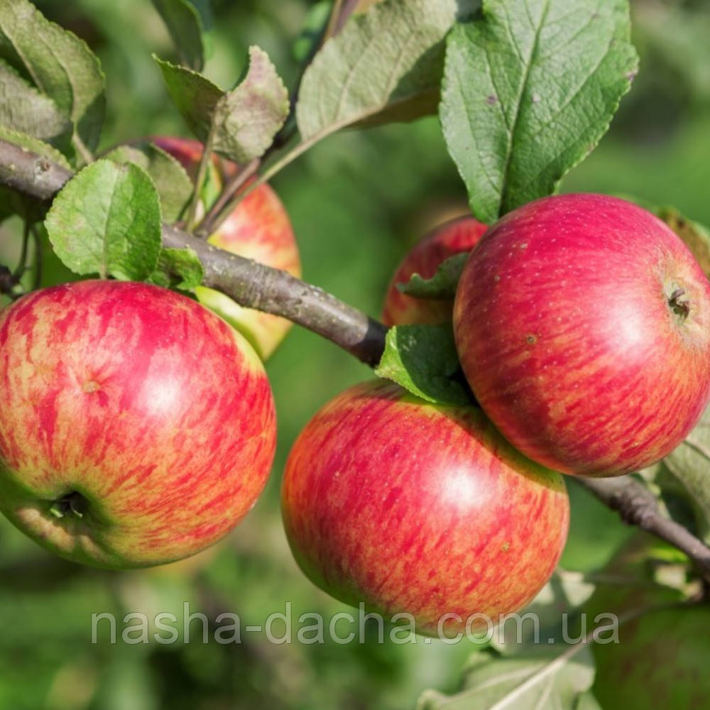 Яблуня Медуниця, (літня)