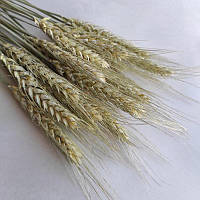 Пшеница остистая (Тритикум) (1.05грн от 50шт) золотистый натуральный цвет, колос 3-12см, 30-40см, сухоцветы